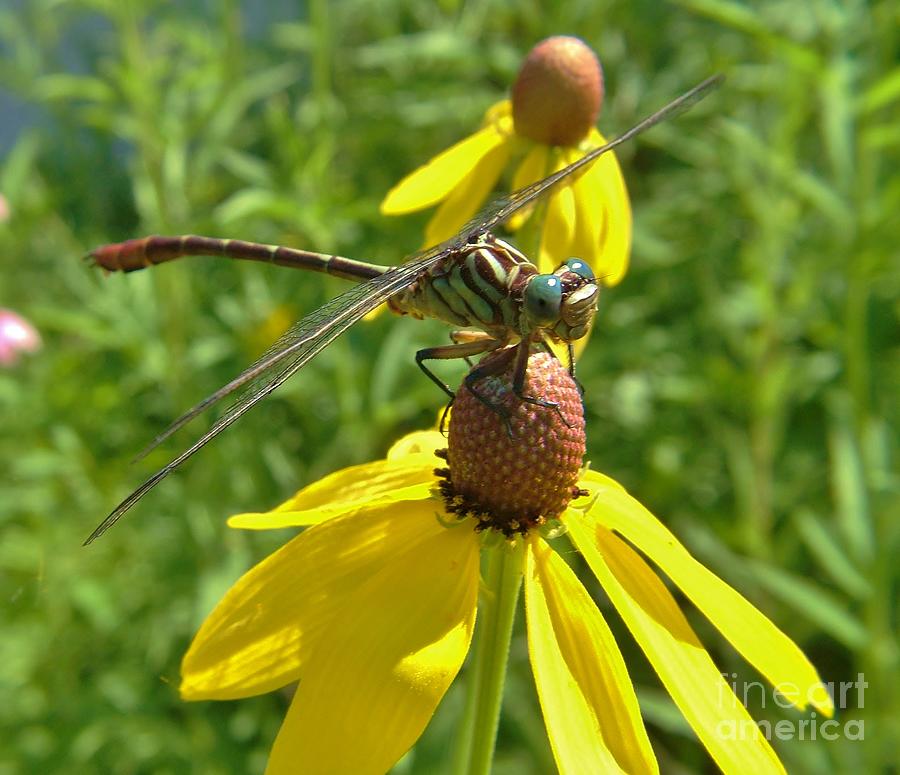 Blue - Eyed Darner Dragonfly Photograph by Rory Cubel | Fine Art America