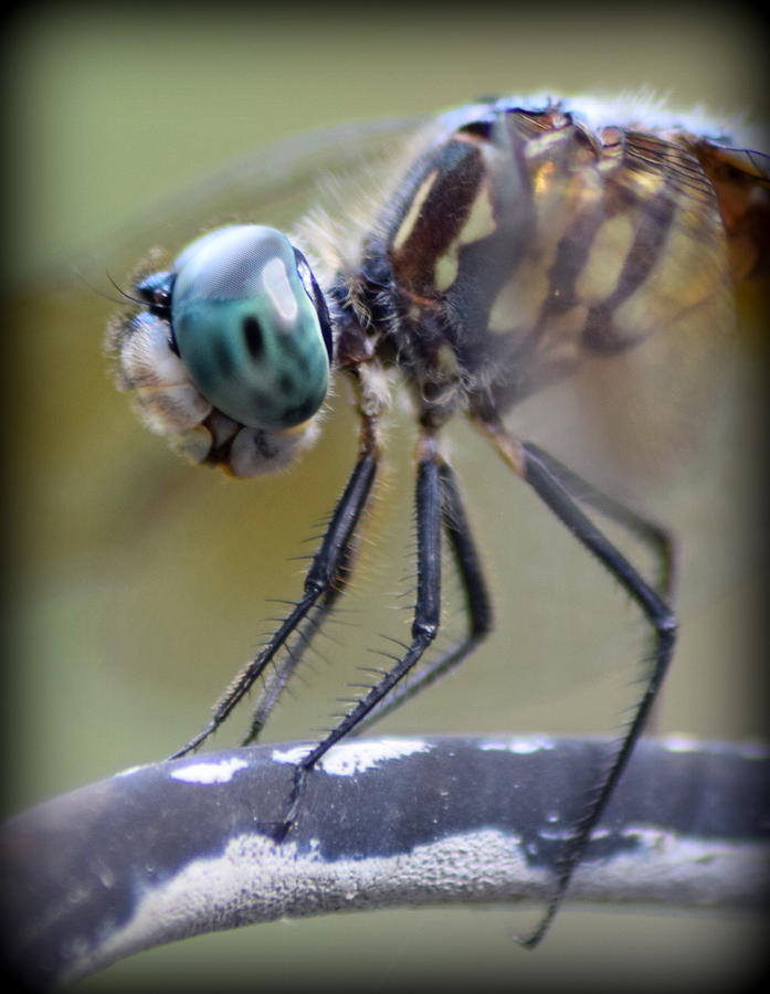 Blue Eyed Dragonfly Portrait 1 Photograph by Sheri McLeroy
