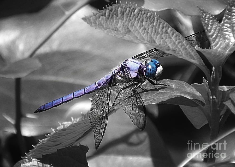Blue Eyed Dragonfly Photograph by Sharon Woerner