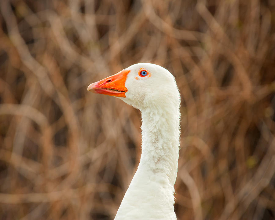 Blue Eyed Goose Photograph by Joan Herwig