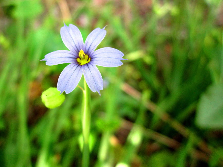 Blue-eyed Grass Photograph by Cynthia  Clark