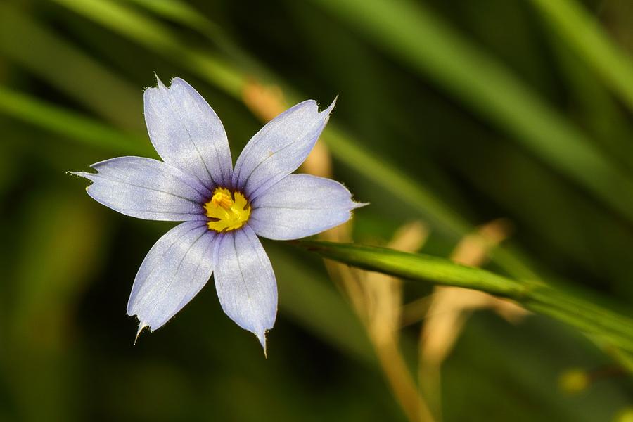 Blue Eyed Grass Photograph by Mike Farslow