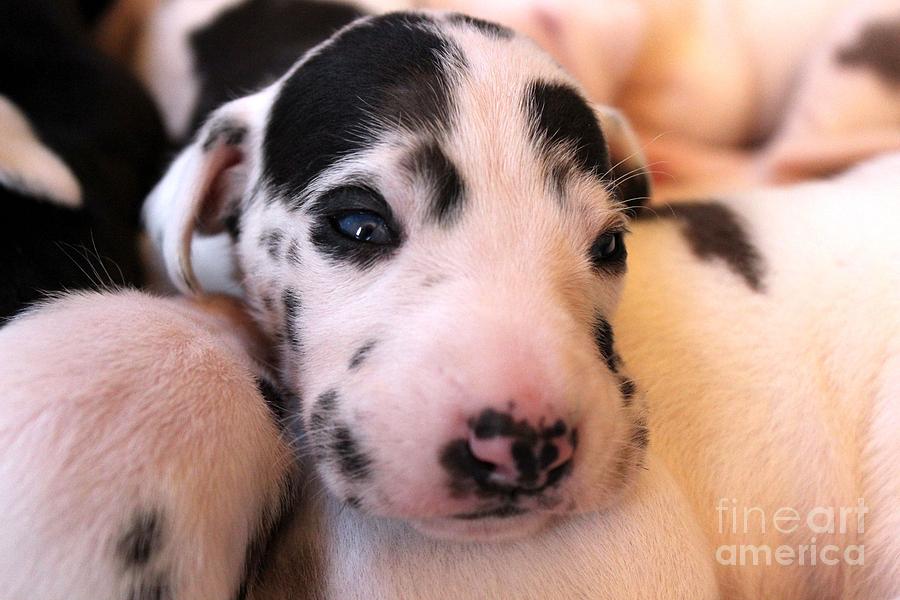Blue Eyed Great Dane Pup Photograph by Janice Byer