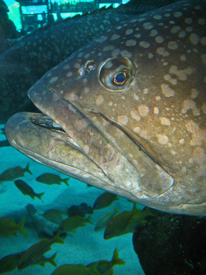 a grouper fish