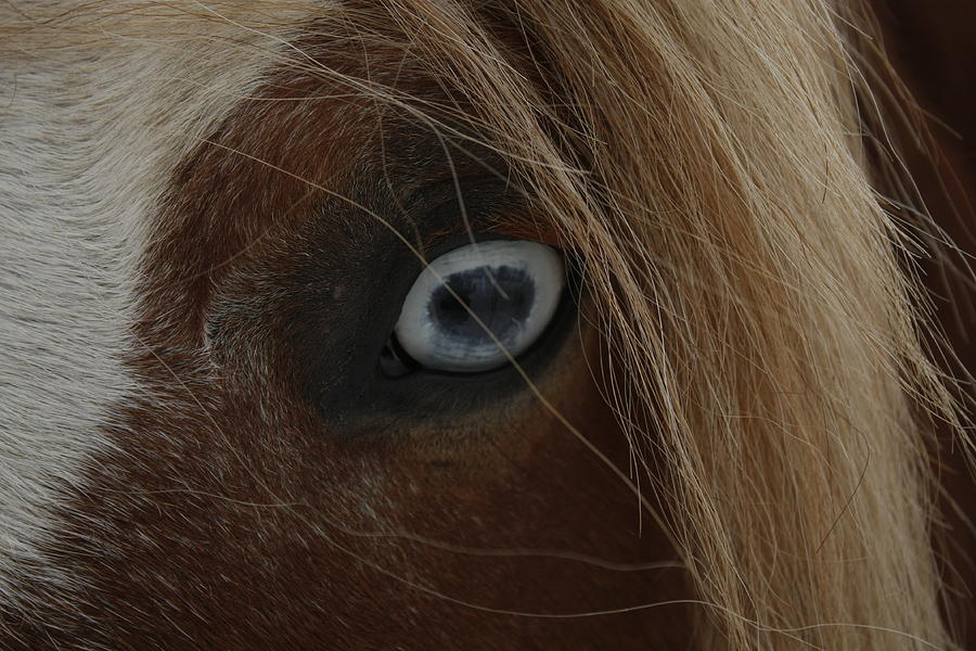 Blue Eyed Horse Photograph by David Yocum