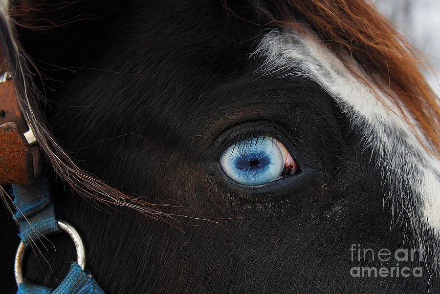 Blue Eyed Horse Photograph by Janice Byer