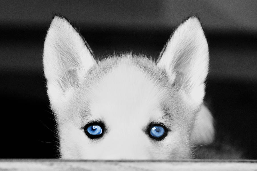 Blue Eyed Huskie Digital Art by Susan Stone