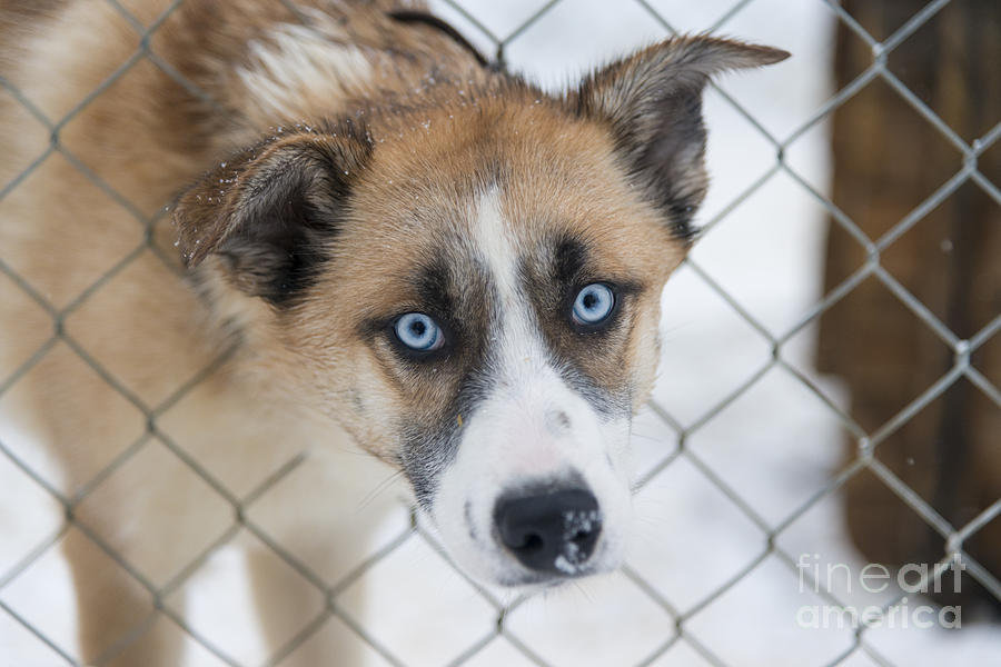 Dog Photograph - Blue-Eyed Husky 2 by Julian Eales