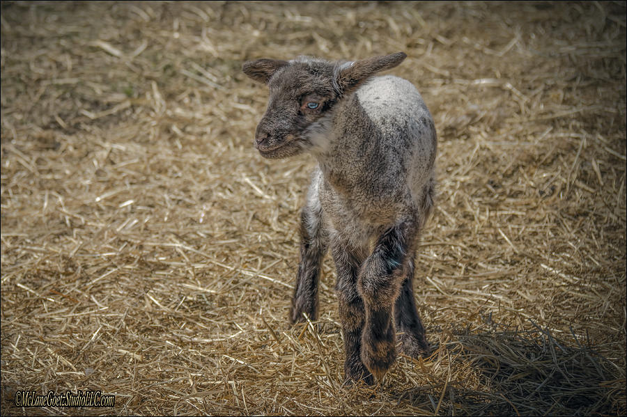 Sheep Photograph - Blue Eyed Lamb by LeeAnn McLaneGoetz McLaneGoetzStudioLLCcom