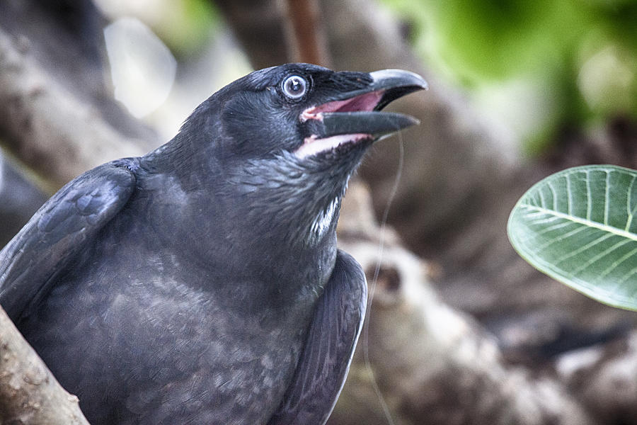 Blue-Eyed Raven V2 Photograph by Douglas Barnard | Fine Art America