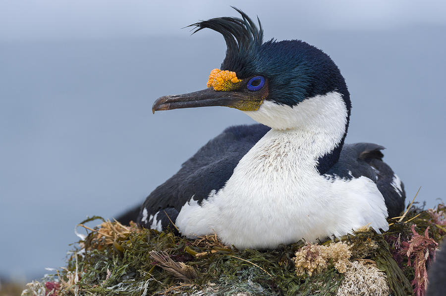 Blue-eyed Shag On Nest Photograph by John Shaw - Fine Art America