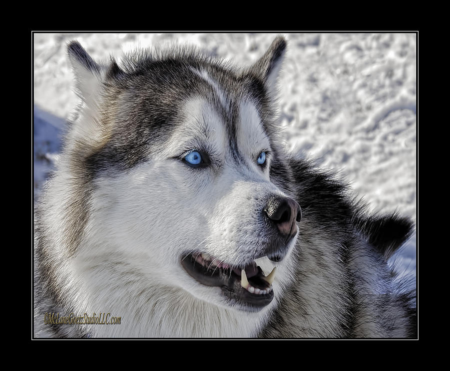 Blue eyed Sled Dog Photograph by LeeAnn McLaneGoetz McLaneGoetzStudioLLCcom