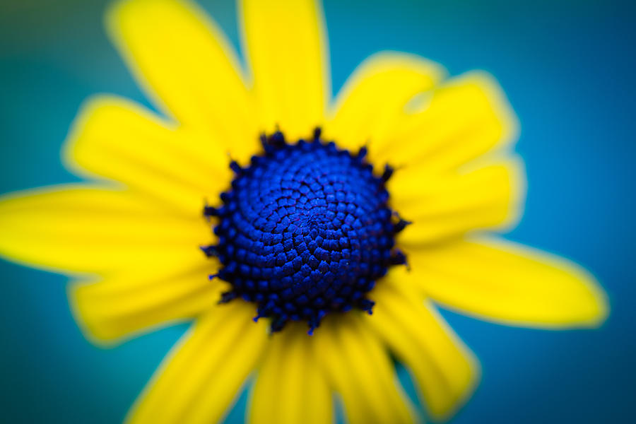 Blue Eyed Susan Photograph by Christy Cox