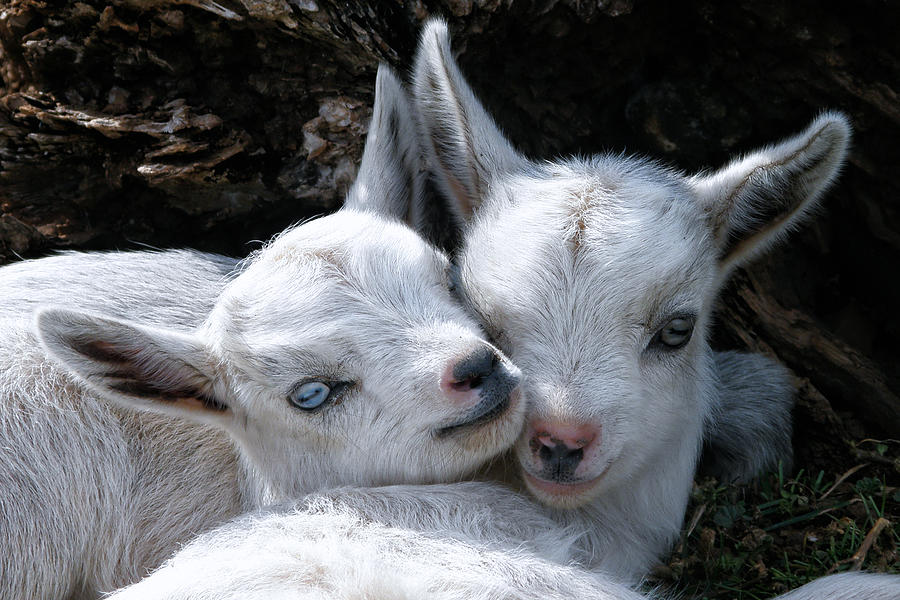 Farm Animals Photograph - Blue-eyed Twins by Kathleen Bishop