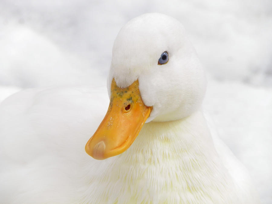 Blue Eyed White Duck Photograph