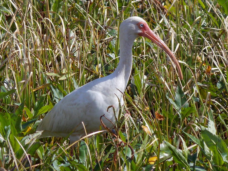 Blue Eyed White Ibis 1 Photograph by Sheri McLeroy