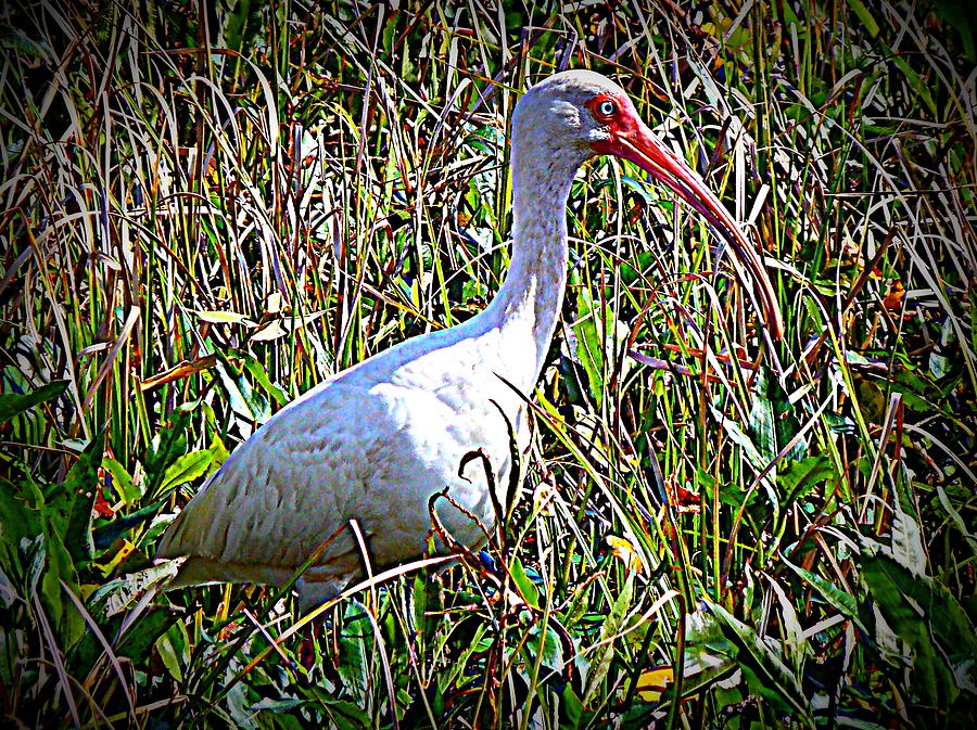 Blue Eyed White Ibis 2 Photograph by Sheri McLeroy