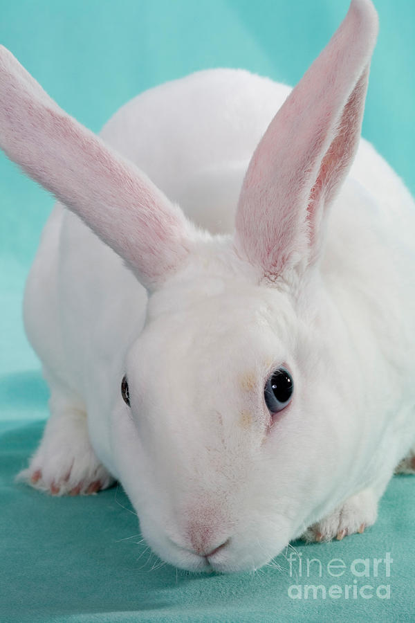 Blue-eyed White Mini-Rex Rabbit 