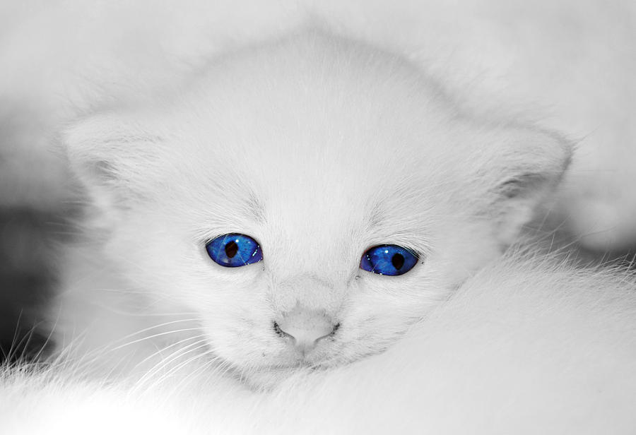 Blue Eyes Photograph by Annette Childress
