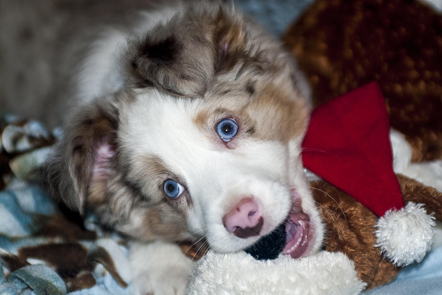 Blue Eyes Photograph by Annette Persinger - Fine Art America