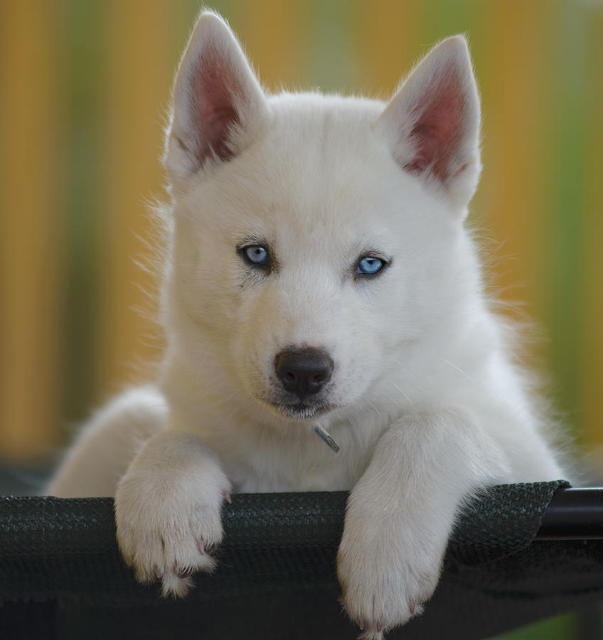 Blue Eyes Bed Photograph by Benita Walker - Fine Art America