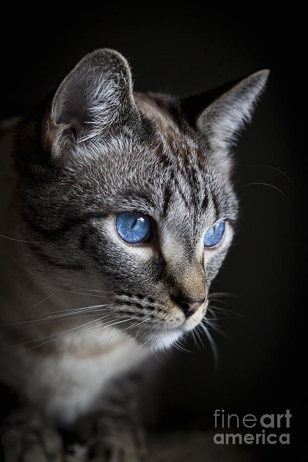 Blue Eyes Photograph by Diane Macdonald