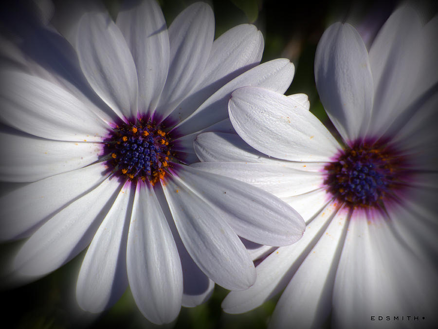 Flower Photograph - Blue Eyes by Edward Smith