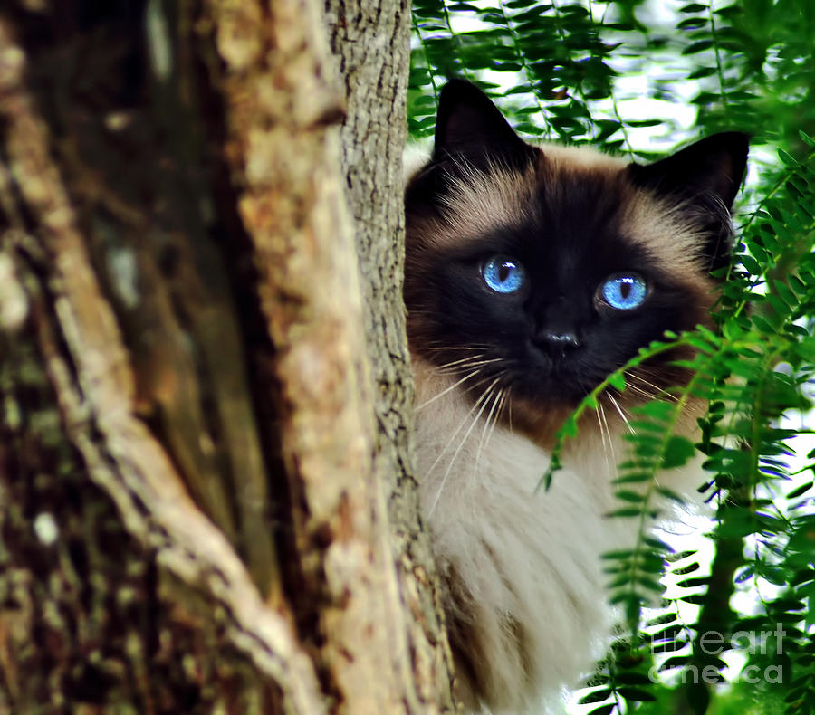 Cat Photograph - Blue Eyes by Kaye Menner