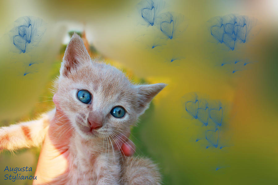 Blue Eyes Kitten Photograph by Augusta Stylianou