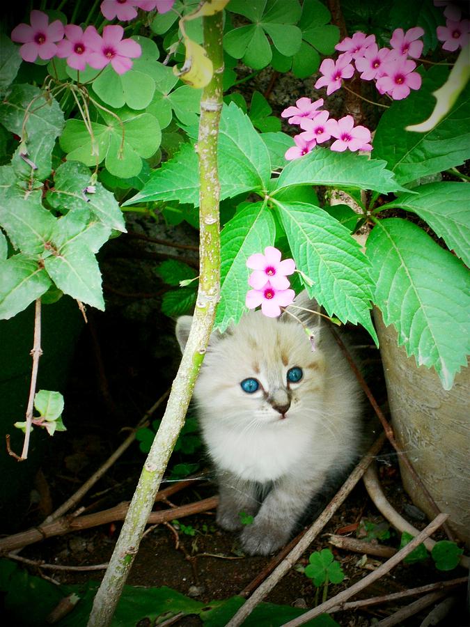 Cat Photograph - Blue eyes kitten  by Donatella Muggianu