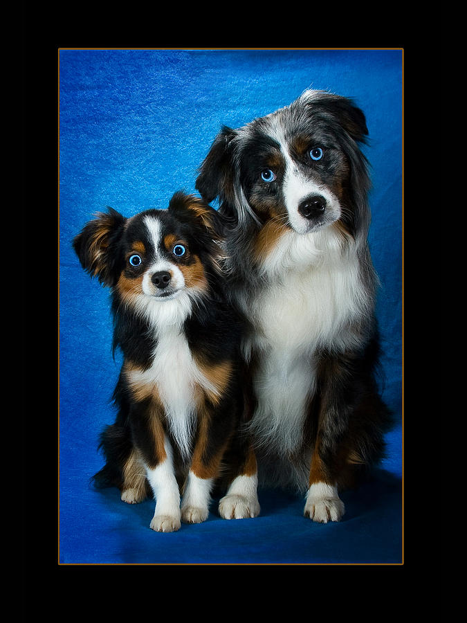 Blue Eyes Photograph by Larry Johnson | Fine Art America