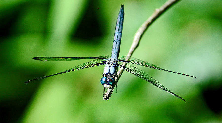 Blue Eyes Photograph By Norman Johnson - Fine Art America