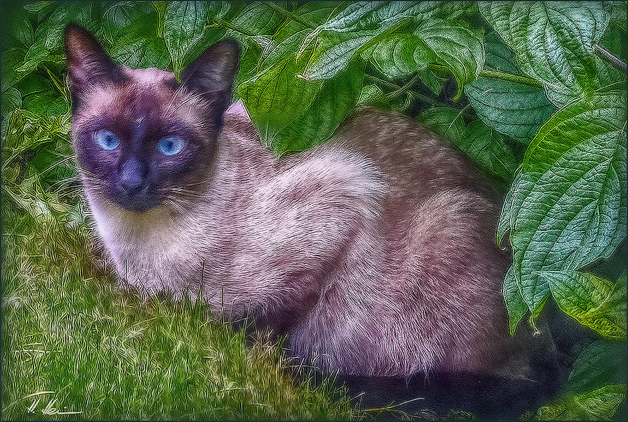 Blue Eyes - signed Photograph by Hanny Heim