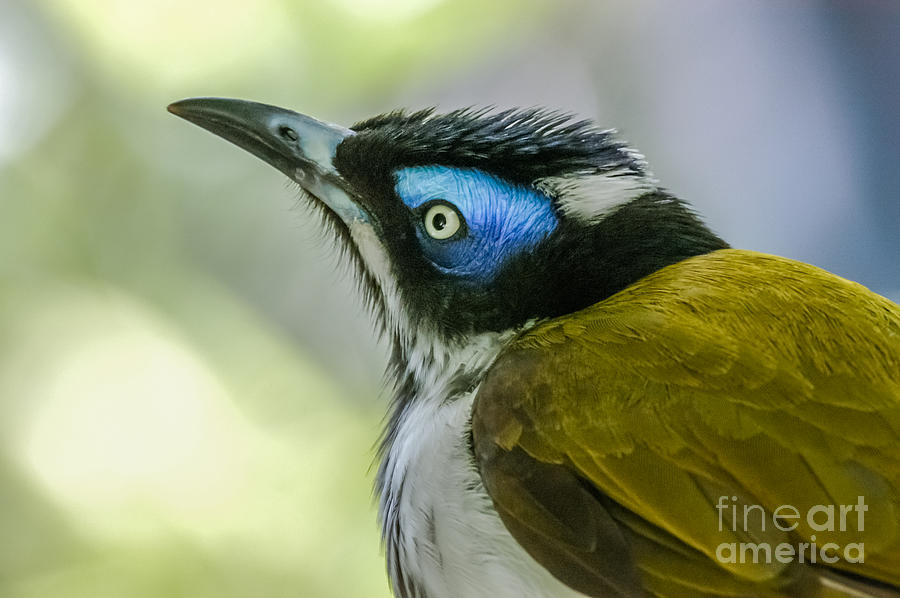 Blue-faced Honeyeater 1 Photograph by Al Andersen