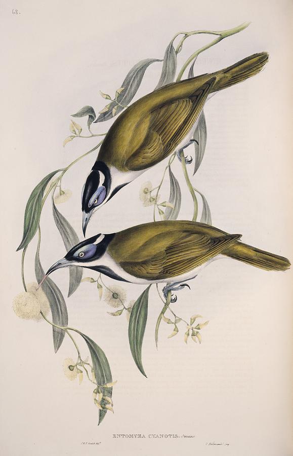 Blue-faced Honeyeaters, Artwork Photograph By Science Photo Library 