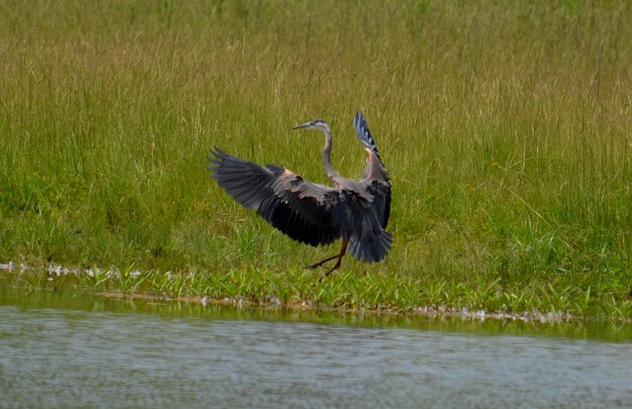 Blue Feathered Heron Photograph by Maria Urso