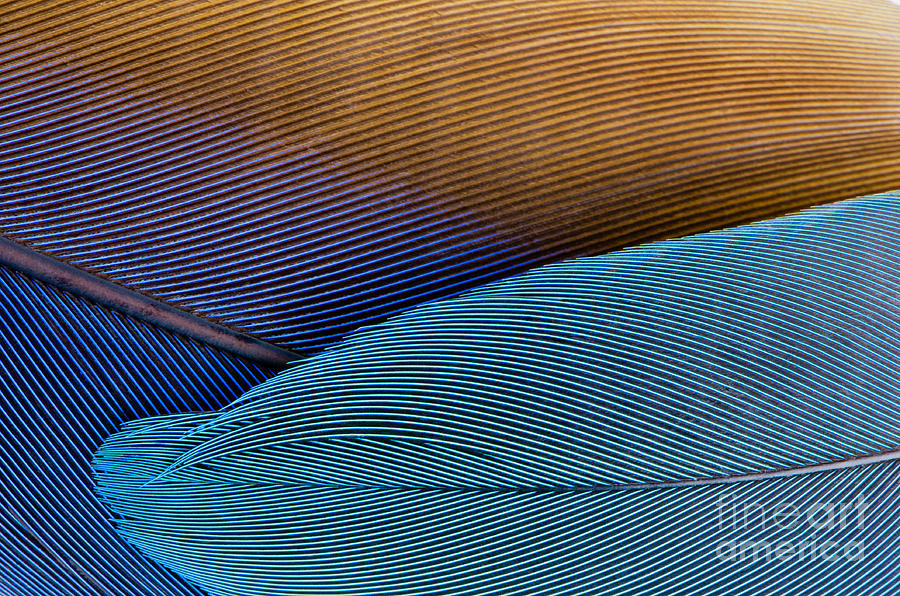 Blue feathers Photograph by Oscar Gutierrez