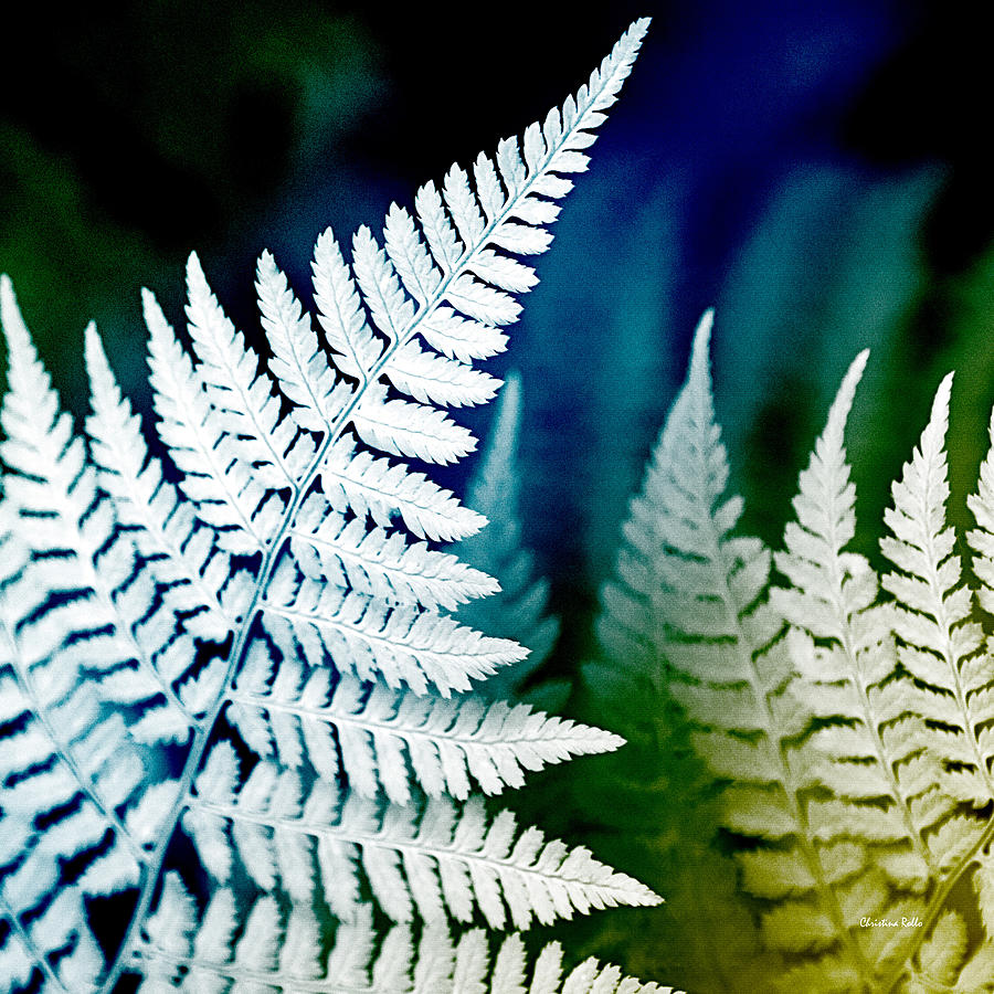Blue Fern Leaf Art Photograph by Christina Rollo