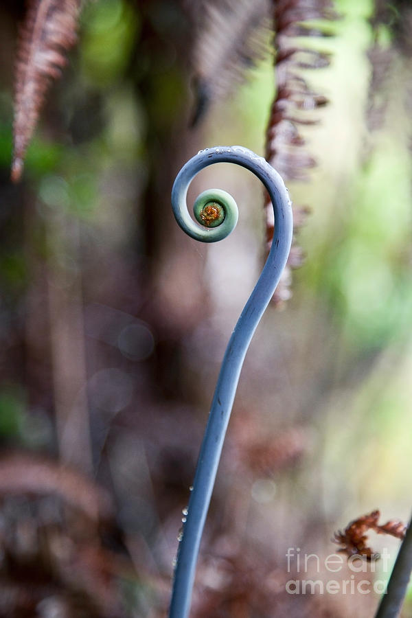 Blue Fiddlehead Of Uluhe Fern Photograph by Greg Dimijian