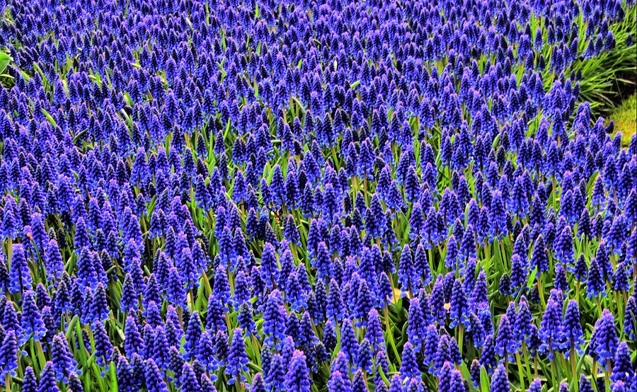Blue Fields Photograph by Perry Frantzman