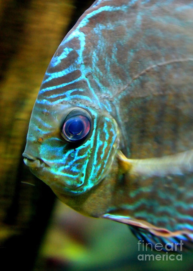 Blue Fish - Digital Painting Photograph by Carol Groenen