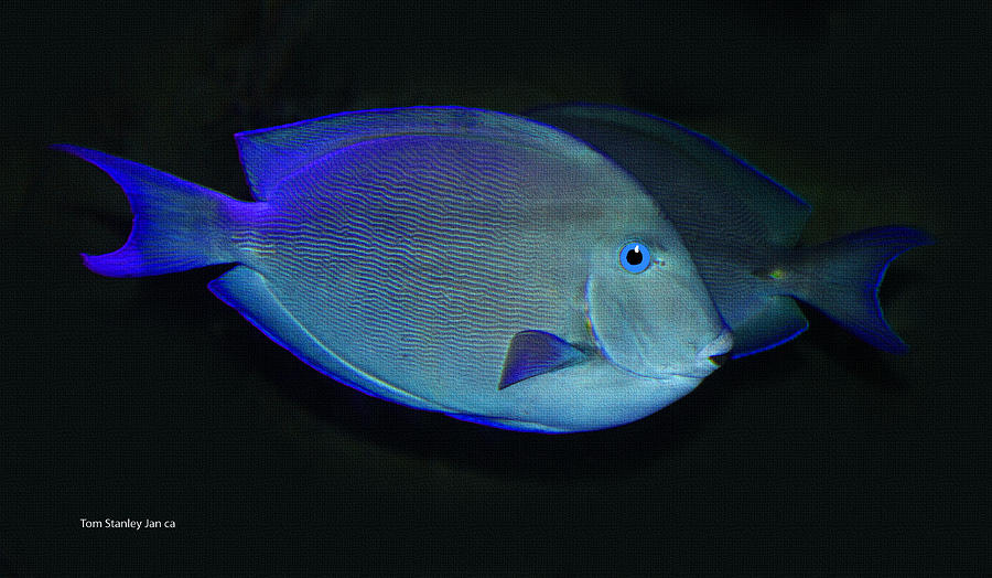 Blue Fish In A Bowl Photograph by Tom Janca