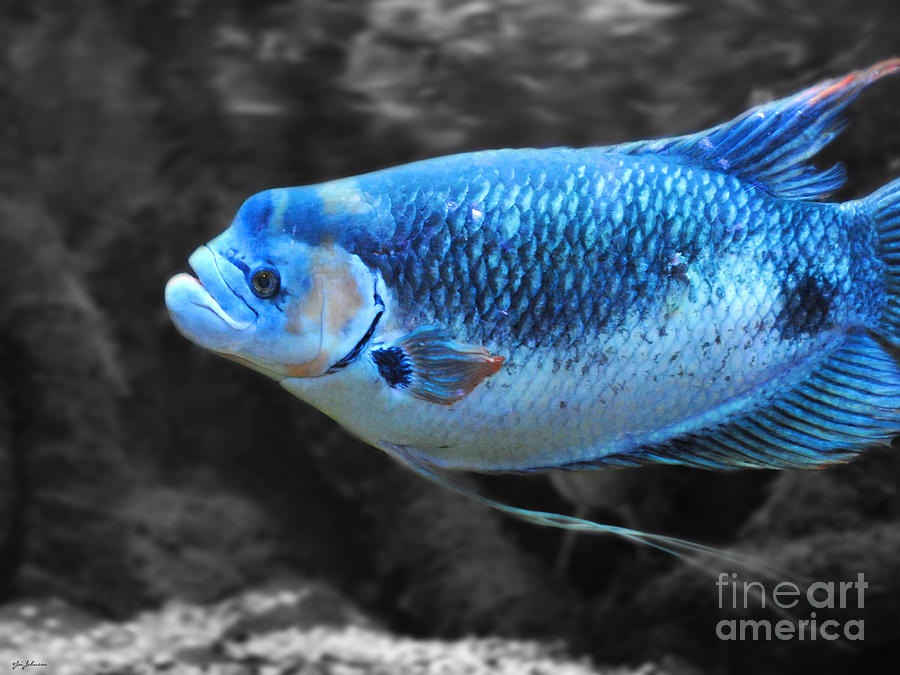 Blue Fish Photograph by Jai Johnson