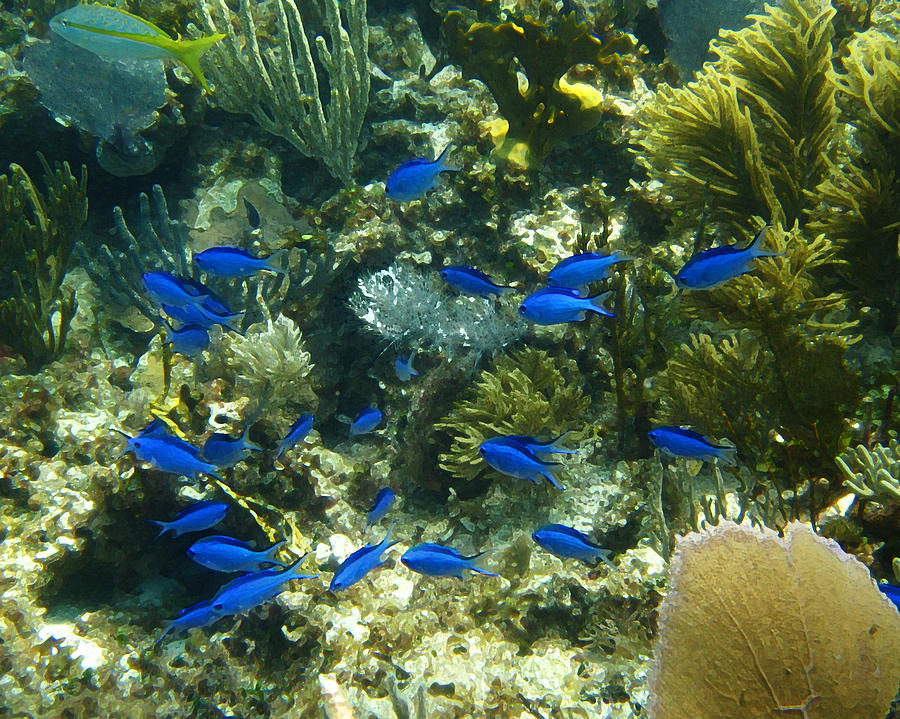 Blue Fish Photograph