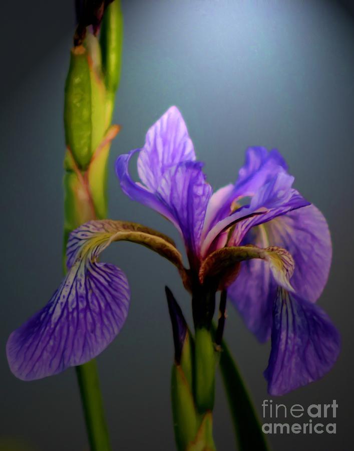 Blue Flag Iris Flower Painting by Smilin Eyes Treasures