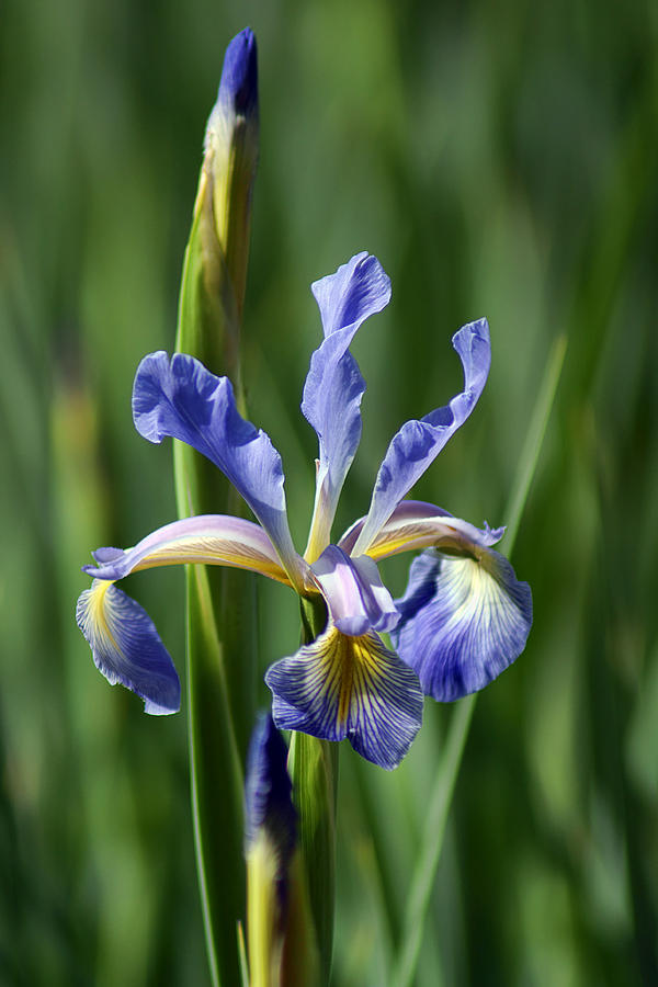 Blue Flag Iris Photograph by Nikolyn McDonald