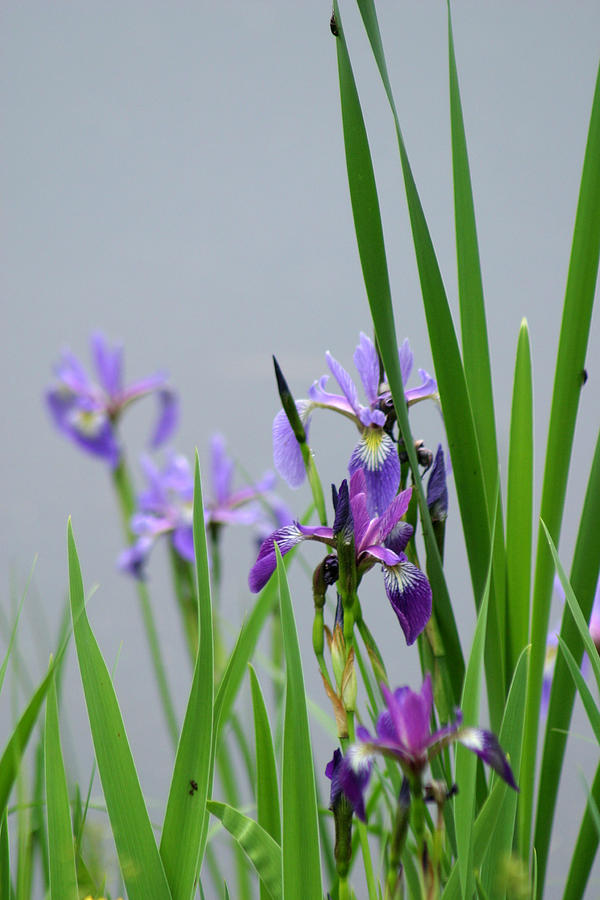 Blue Flag Iris Photograph by Tasha ONeill