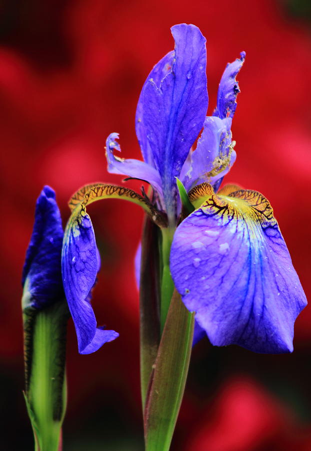 Blue Flag Iris with Red Backdrop Photograph by John Burk - Fine Art America