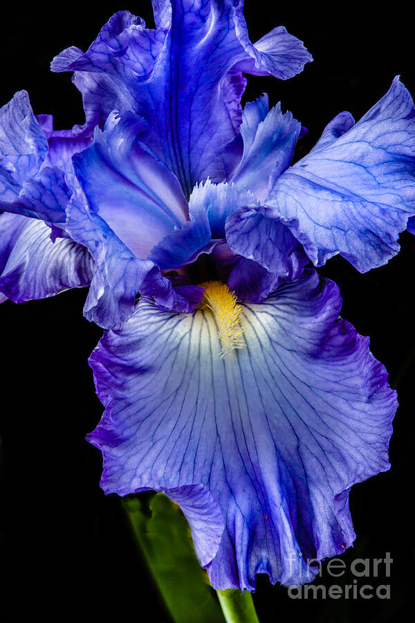 Iris Photograph - Blue Flag by Robert Bales