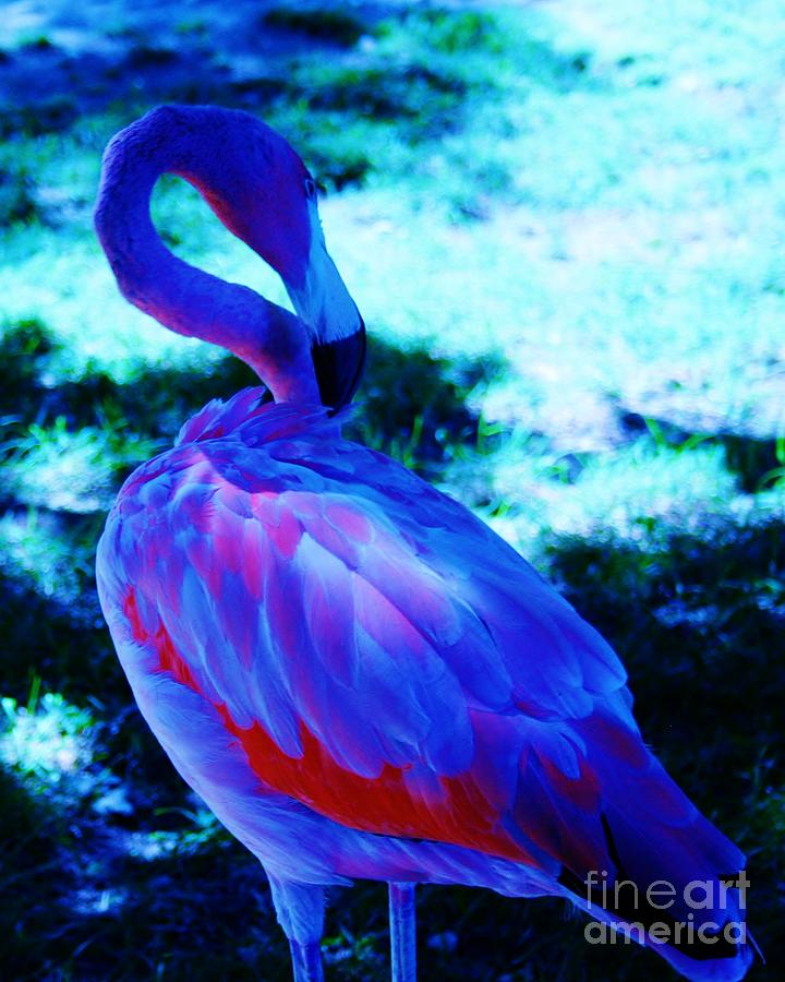 Blue Flamingo Canvas Print / Canvas Art by Dawn Downour - Pixels